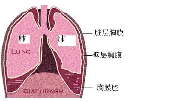 胸水里查出有结核杆菌是怎么回事？