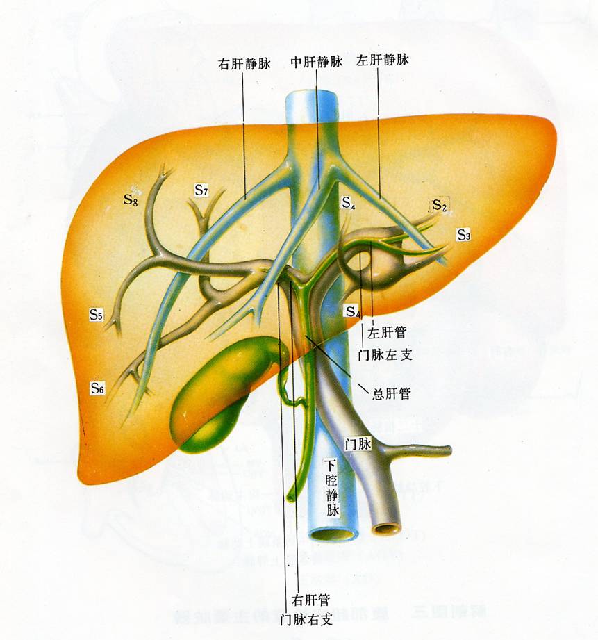 肝硬化腹水的ASTALTALP检查能确定有腹水吗？
